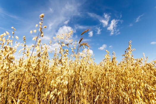 agricultural field, nature and agriculture farming series
