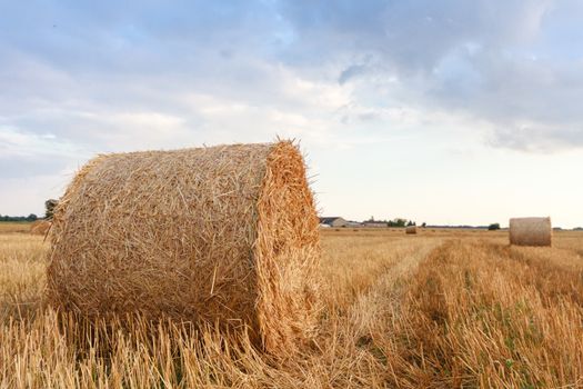 agricultural field, nature and agriculture farming series