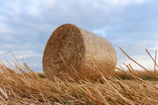 agricultural field, nature and agriculture farming series