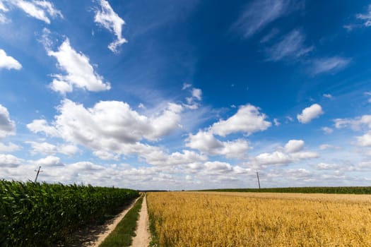 agricultural field, nature and agriculture farming series