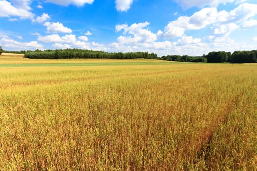 agricultural field, nature and agriculture farming series