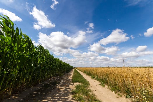 agricultural field, nature and agriculture farming series