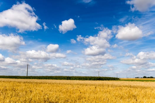 agricultural field, nature and agriculture farming series
