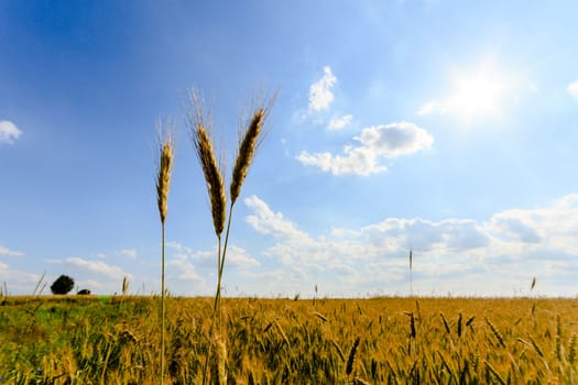 agricultural field, nature and agriculture farming series