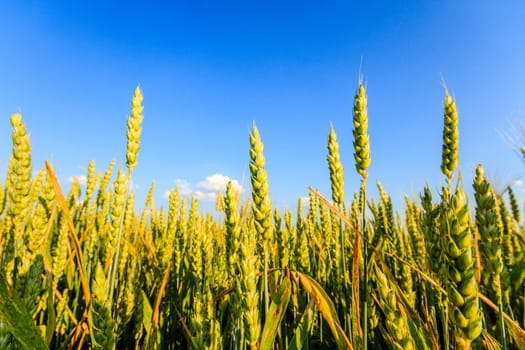agricultural field, nature and agriculture farming series