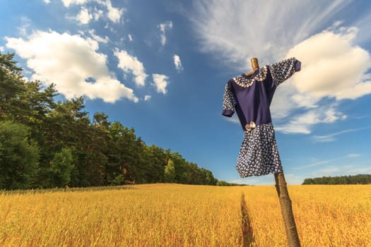 agricultural field, nature and agriculture farming series