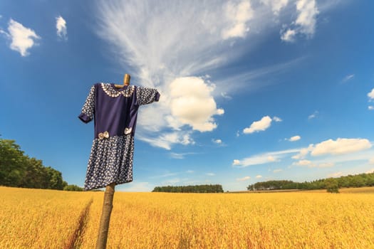 agricultural field, nature and agriculture farming series