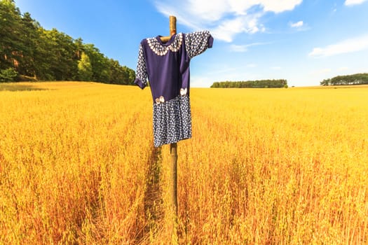 agricultural field, nature and agriculture farming series