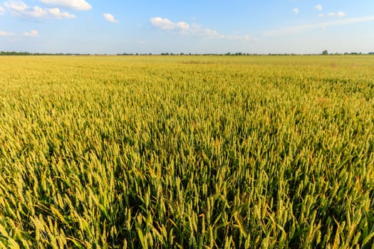 agricultural field, nature and agriculture farming series