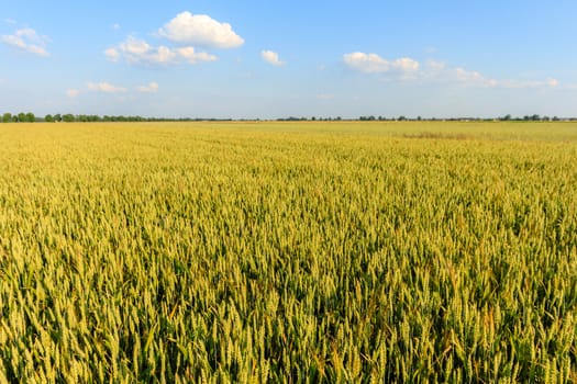 agricultural field, nature and agriculture farming series