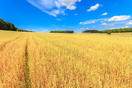 agricultural field, nature and agriculture farming series