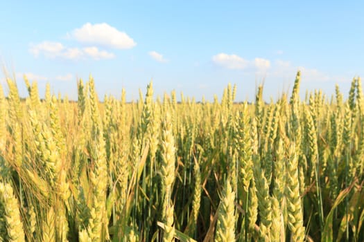 agricultural field, nature and agriculture farming series