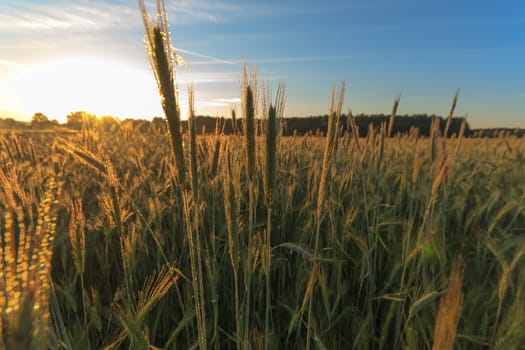 agricultural field, nature and agriculture farming series