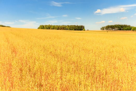 agricultural field, nature and agriculture farming series