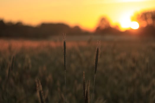 agricultural field, nature and agriculture farming series