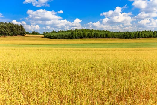 agricultural field, nature and agriculture farming series