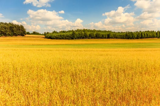 agricultural field, nature and agriculture farming series