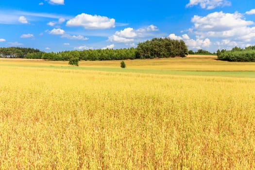 agricultural field, nature and agriculture farming series