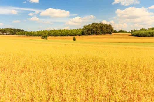 agricultural field, nature and agriculture farming series