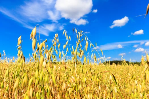 agricultural field, nature and agriculture farming series