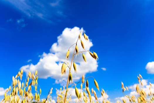 agricultural field, nature and agriculture farming series