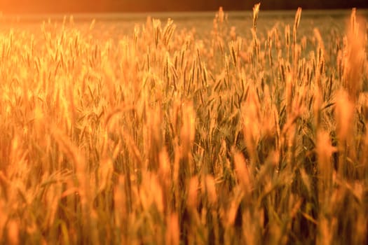 agricultural field, nature and agriculture farming series