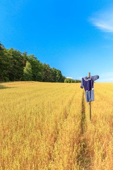 agricultural field, nature and agriculture farming series