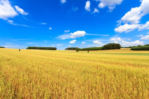 agricultural field, nature and agriculture farming series
