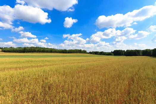 agricultural field, nature and agriculture farming series