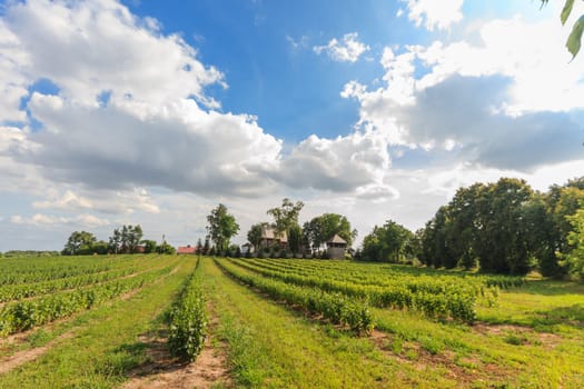 agricultural field, nature and agriculture farming series