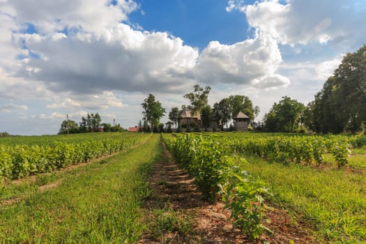 agricultural field, nature and agriculture farming series