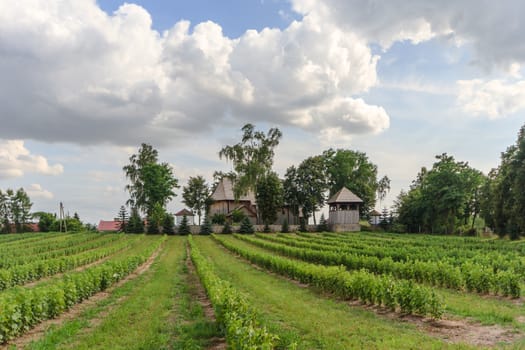 agricultural field, nature and agriculture farming series