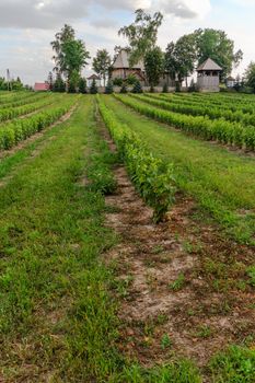 agricultural field, nature and agriculture farming series