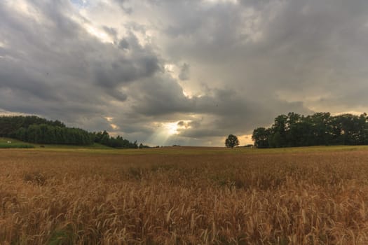 agricultural field, nature and agriculture farming series