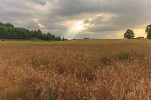 agricultural field, nature and agriculture farming series