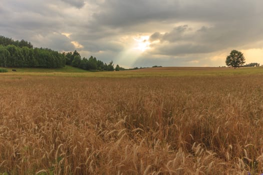 agricultural field, nature and agriculture farming series