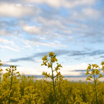 agricultural field, nature and agriculture farming series