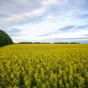 agricultural field, nature and agriculture farming series
