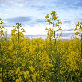 agricultural field, nature and agriculture farming series