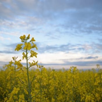 agricultural field, nature and agriculture farming series