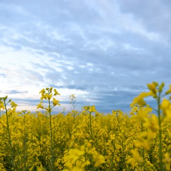 agricultural field, nature and agriculture farming series