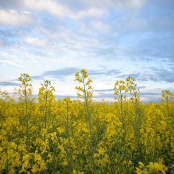 agricultural field, nature and agriculture farming series