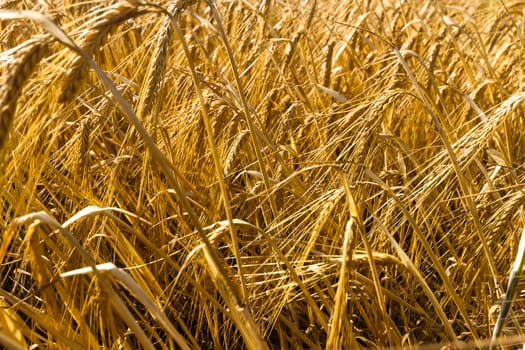 agricultural field, nature and agriculture farming series