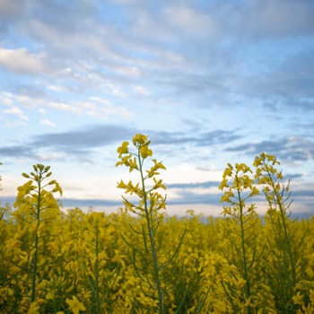 agricultural field, nature and agriculture farming series