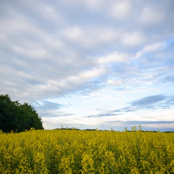 agricultural field, nature and agriculture farming series