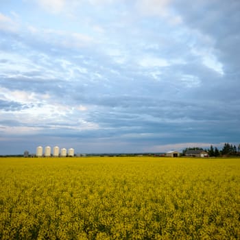 agricultural field, nature and agriculture farming series