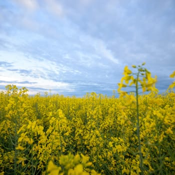 agricultural field, nature and agriculture farming series