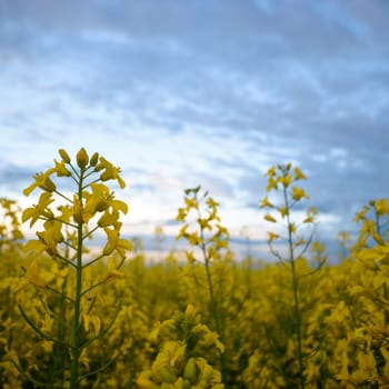 agricultural field, nature and agriculture farming series