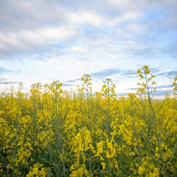 agricultural field, nature and agriculture farming series