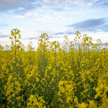 agricultural field, nature and agriculture farming series